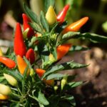 Chili pepper plant.