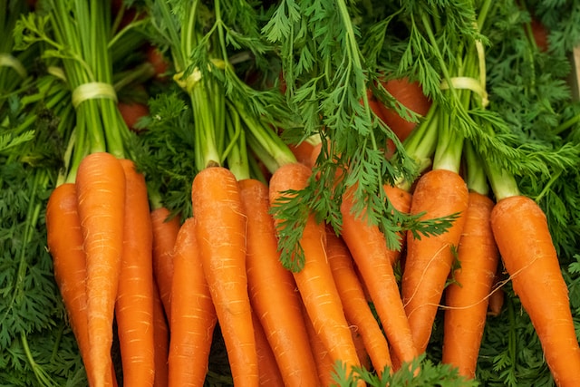 Bunches of carrots with the tops and leaves still attached